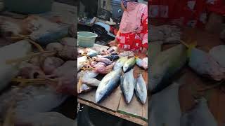 Beli Ikan Mahi-Mahi Di Pasar Tanjung Bira #shortsvideo #shortvideo