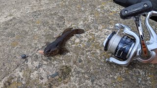 LRF Goby Fishing