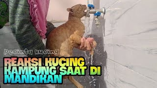 MANDIKAN KUCING