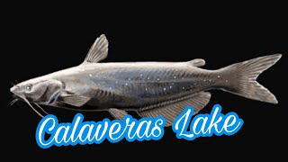 Calaveras Lake fishing