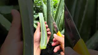 Giant aloe vera #shorts #aloevera