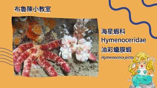 【布魯小教室】海星殺手！油彩蠟膜蝦捕食現場