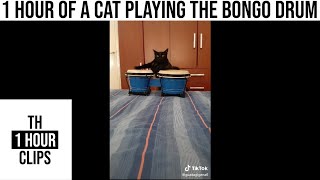 1 Hour of a Cat playing the Bongo Drum