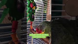 Amazon Parrot Loves his Christmas Tree #birdtoys #cuteparrot