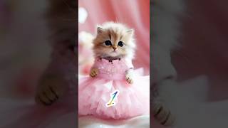 cute cat❤️😚 #trending #cutecat  #catlover #shorts #viral