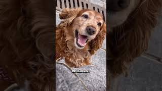 Cocker Spaniel Dog #dog #cockerdog #animals #puppy #dogbreed