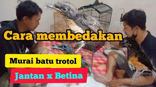 Cara membedakan Murai batu jantan dan betina. #muraibatu #muraibatugacor