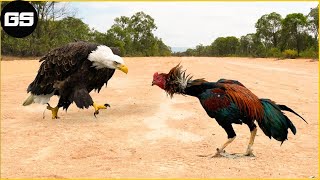 30 Moments The Eagle Didn't Know That The Rooster Was A Fighter, What Happens Next In Animal World?