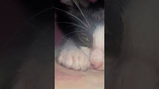 cat so rahi thi #shorts #tranding #viralvideo