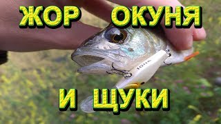 Щука и окунь на карьере и малой речке. Клев рыбы на спиннинг в августе. Жор окуня и щуки