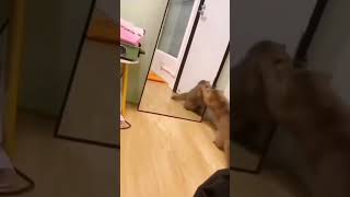 🐱 Funny cat videos | cute cats | Try not to laugh | Cat videos Compilation #shorts  🐈