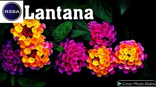 Lantana - H2SA Code: FL008