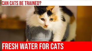 Training Your Cat to Use an Automatic Water Dispenser