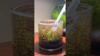 Building a tiny planted vase aquarium