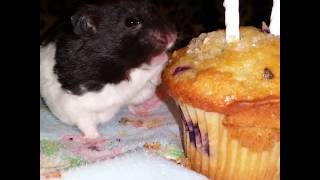 Bug Eats a Blueberry Muffin for His 2nd Birthday!