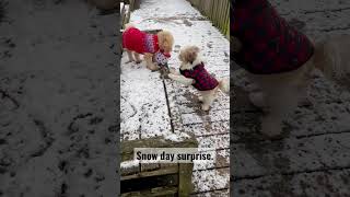 My Toy Poodle Kiku Shares Present With Shih Tzu Yoshi