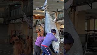 重達200公斤的巨大黑鮪魚／Amazing! Huge Bluefin Tuna-over than 200 KG