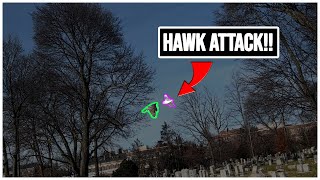 Hawk Attacks My Pigeons On Their First Toss!!