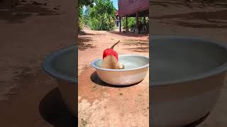 notorious monkey having fun with water and the dog ran away 😂🤣😅 #funny #animals #shorts