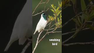 Beautiful Videography Of A Smoking Bird 😍#shorts #video #trending