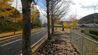 Autumn Leaves紅葉 #shorts #yellow #autumn #japan