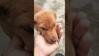 Choti ne aj hello Bola h #viral #trending #ytshorts #shortvideos #shortfeed #dog #animallover #short