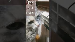 наши котики