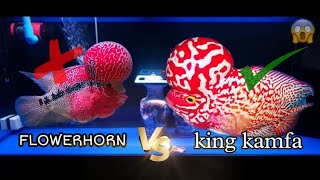 flowerhorn vs kamfa which is best🔥- தமிழ் #shorts #flowerhorn #aquarium