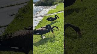 Black swans 18