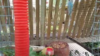 feeding moringa leaves to my beeders birds