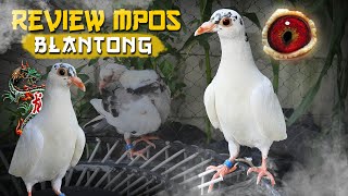 REVIEW MERPATI POS BELANTONG ALIAS PLONTANG