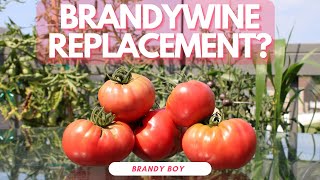 Tomato Tasting (Brandy BOY) [Adv.37]