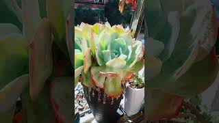 Satisfying Succulent Diy #109