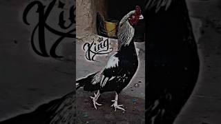 king of aseel murgh #aseelmurgh #aliminizoo #youtube #youtubeshorts #ytshorts #trending