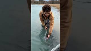 Kasilof River Steelhead #kingoftheriver #fishing #fishalaska #fyp #fish #outdoors #travelalaska #ak