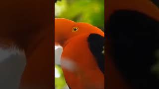 Cocok of the rock guianan #birds #nature #wildlife #animals #burung #seawater