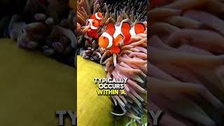 How The Clownfish CHANGES Its Gender #clownfish #oceanlife #ocean