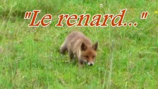 VIE SAUVAGE:"Un renard en été"