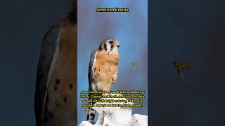 Discover the American Kestrel: Nature's Colorful Hunter