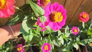 flowers harvest, most beautiful garden this year, zinnias harvest and dahlias harvest