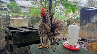 Ayam serama abu abu yang unik || koleksi ayam