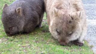 Mother and Joey Wombat