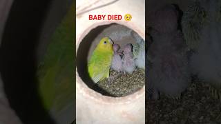 AUSTRALIAN PARROT BABY DIED 🥺