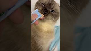 Можно смотреть вечно как она ест🩵 вкусняшки для кошек ASMR CAT Funny cat #cat #кот #реки #catlover