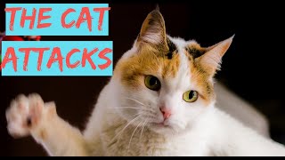 🐾 Cats attack their owners 😆 Funny Selection