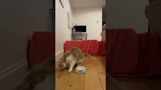 *POWER POISE STYLE🤯* kitten makes LIGHT work of cat challenge #catchallenge #catgame #catgames #cat