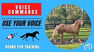 HORSE TRAINING ~ Horses are so smart! I trained my #horse on Voice Commands & Body Language! #shorts