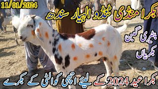 Bakra mandi tando Allahyar | Latest update today | Bakra Eid 2024 | Mandi updates | date 11/01/2024