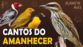 AVES que CANTAM AO AMANHECER! Cantos de aves urbanas comuns do Brasil