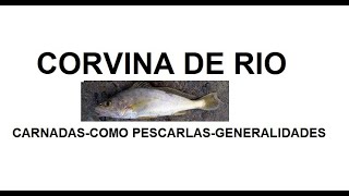 Especies Argentinas : CORVINA DE RIO carnadas-como pescarlas-generalidades